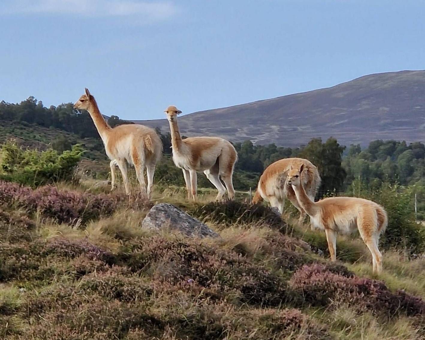 vicuna.jpg